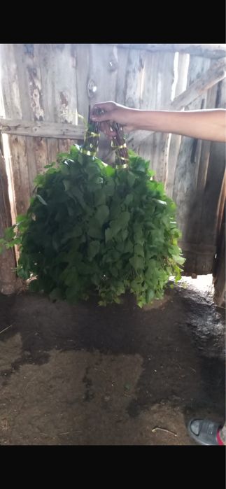Продам веники для бани