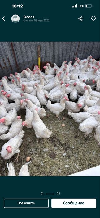 Продаються куры несушки