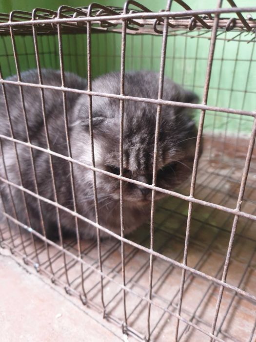 Zotdor mushuk narxi kelishiladi