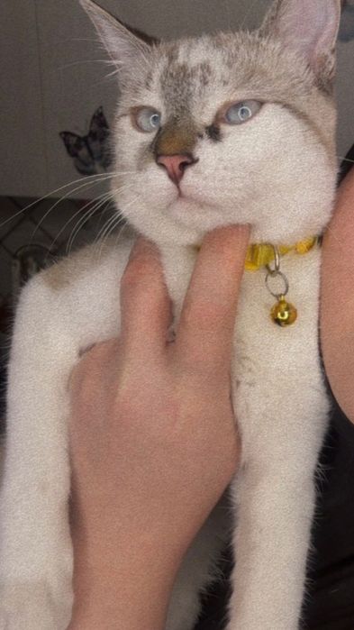 Бзага вязка га огилбола мушу кере срочно