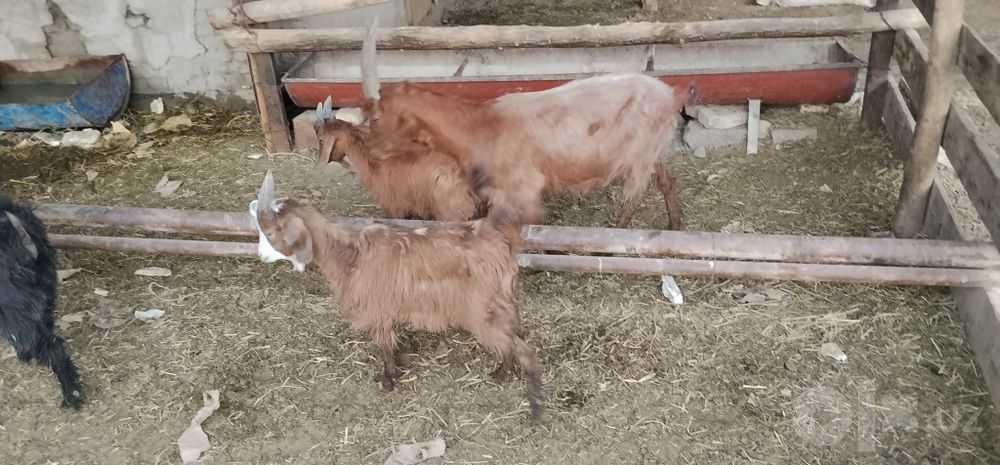 Echkilar  jami 14ta