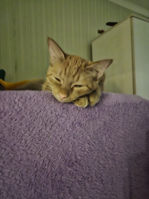 Рыжий кот очень ласковый