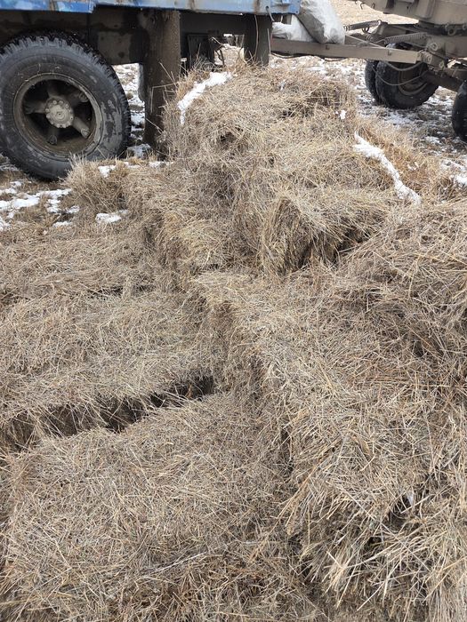 Продам Сено тюкой