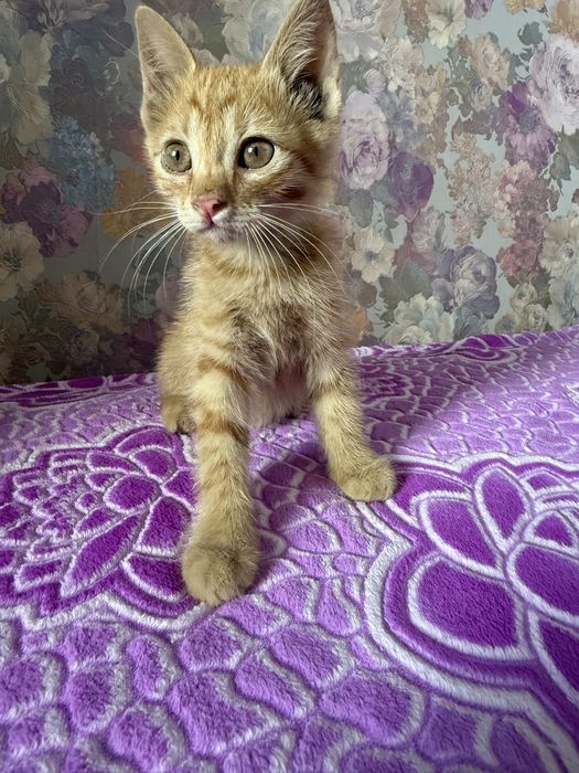Котенка девочка в добрые руки!!!