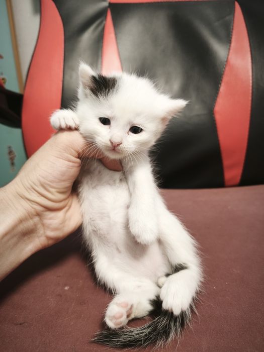Отдам котят  !!!