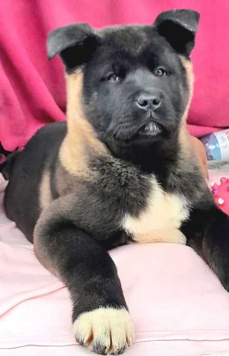 Щенк акиты, Каспий рассрочка