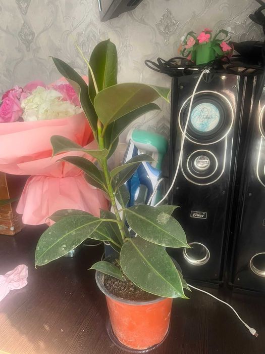 Продаются комнатные цветы