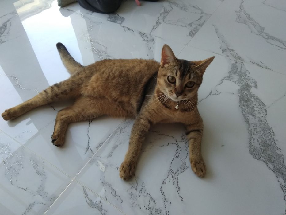 Мушук  сотилади   .