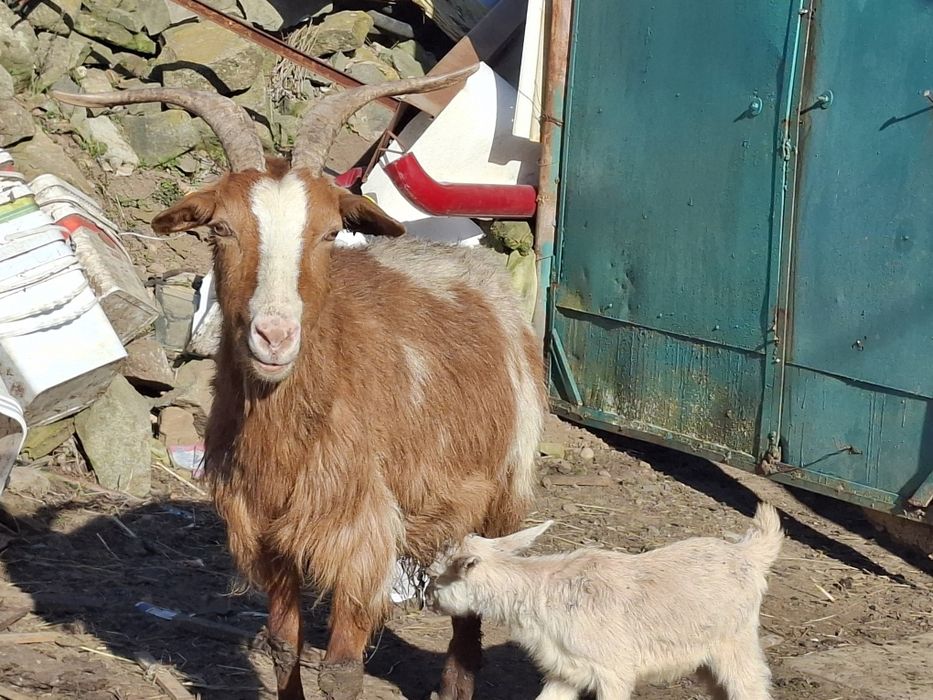 Натурално козе мляко