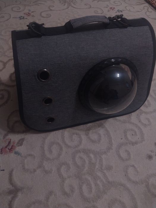 Кошка породистая