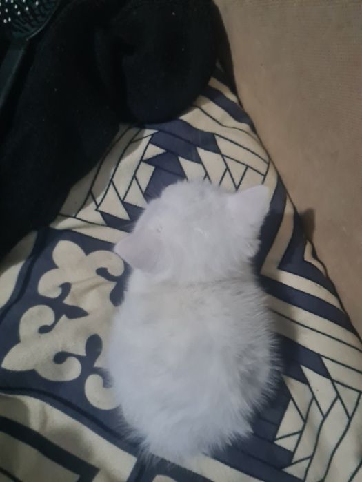 шотландский котенок
