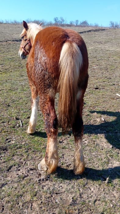 Vând mânz de 11 luni
