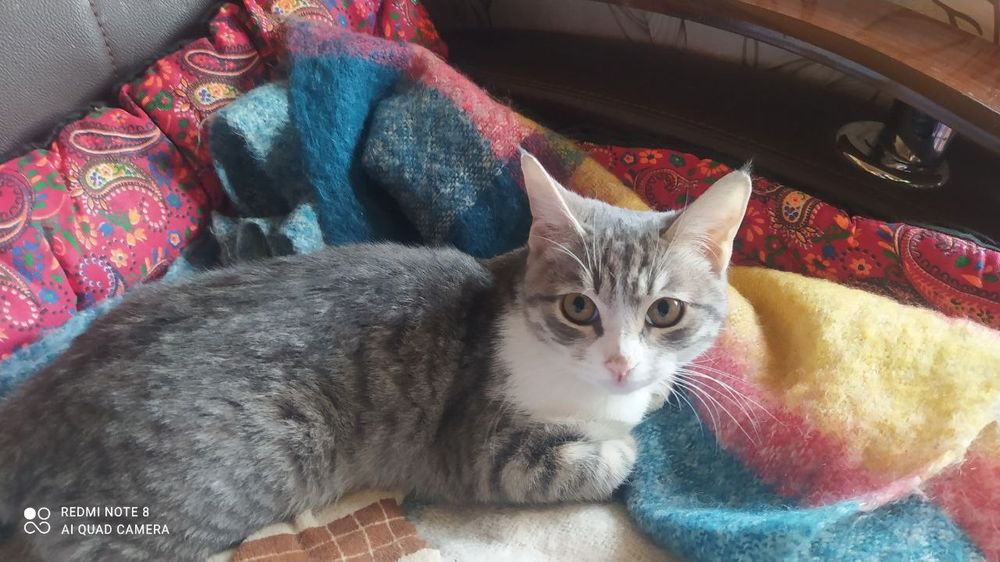 Кошечка котенок в добрые руки