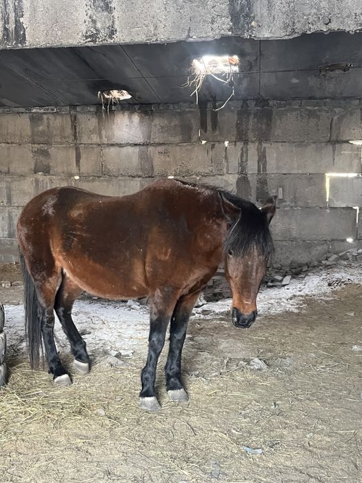 Лошадь на откорме