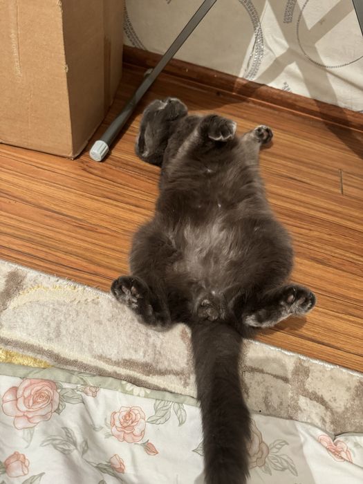 шотландский весолуха