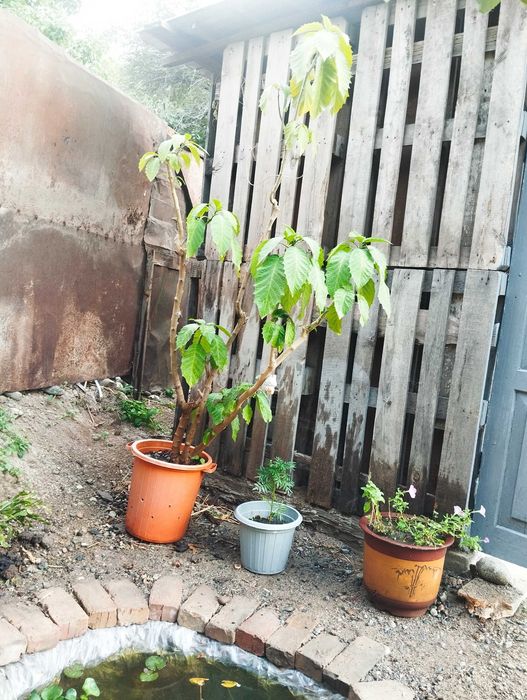 Бругмансия жёлтая