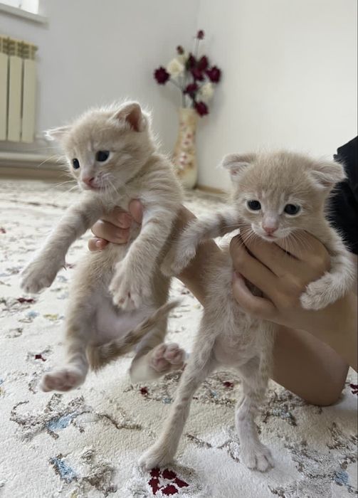 Мысык сатылады ..