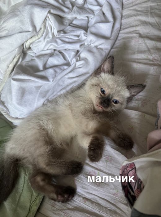котята в добрые руки!