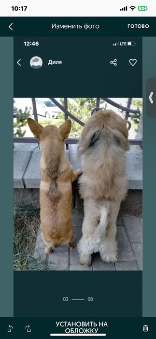 Передержка собачек за 3 тыс тг