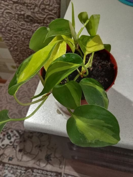 Филодендрон лазящий,Бразил