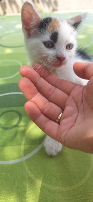 Donez pisoi cu vârsta de 2 luni