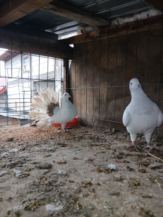 Vand porumbei diferite rase ,sau schimb cu gaini cochinchina pitic.