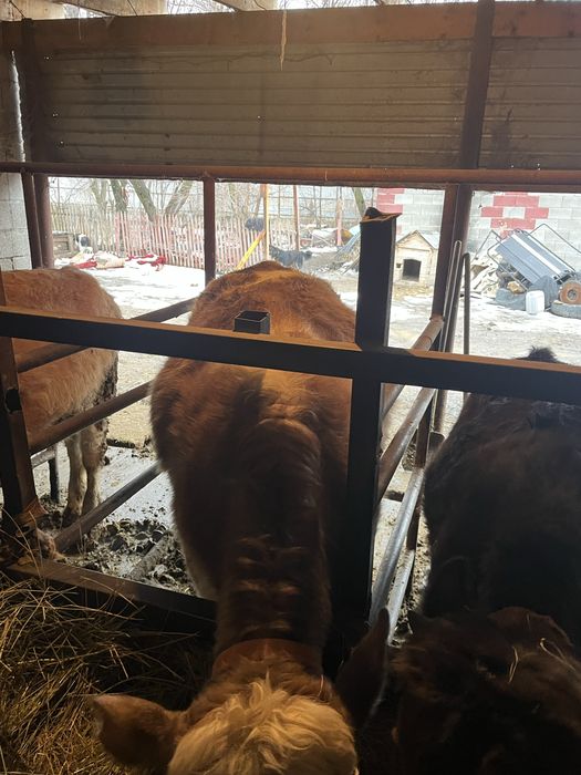 Телочка на откорме