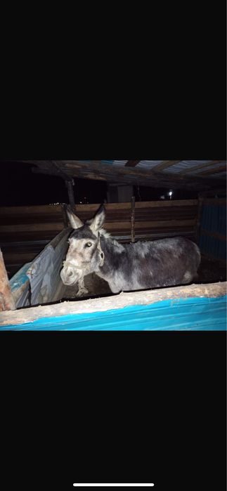 Продам осёл 35000