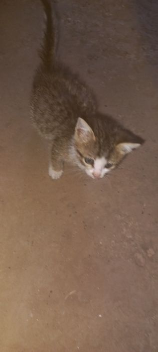 Отдам в добрые руки