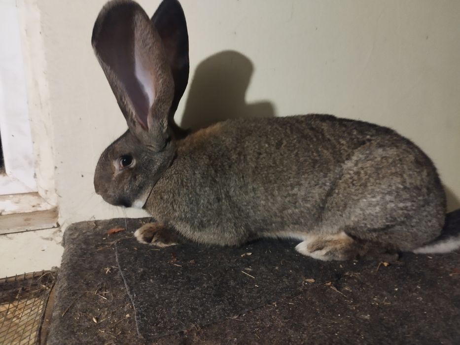 Uriaș German Disponibili doar înpreună!