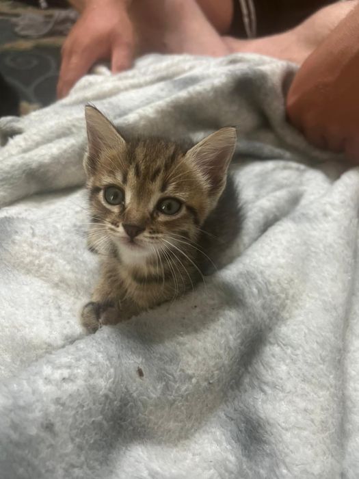 Котята 1,5 месяца
