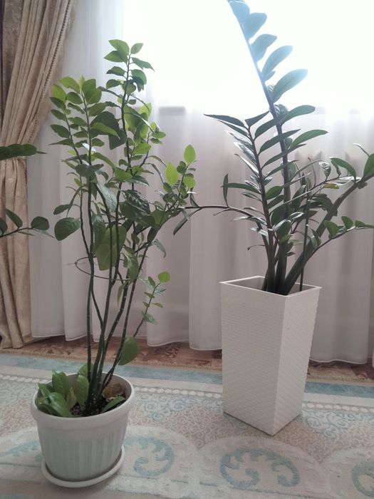 Әдемі бөлме гулдері