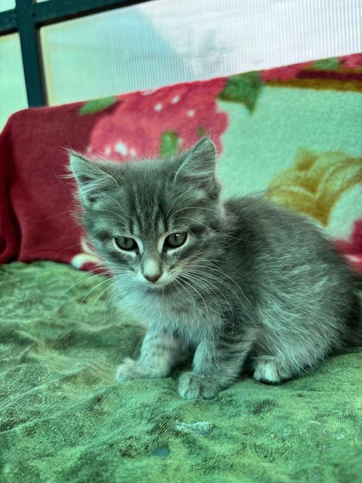Котят маленькие.