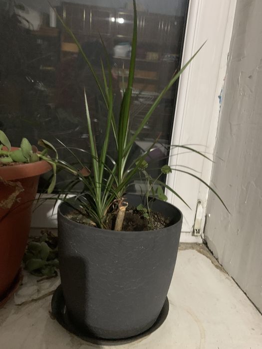 Цветы домашние алматы