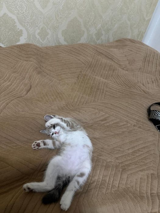Отдам котенка девочку (3,5 месяца)