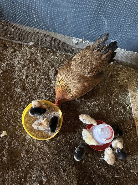 Клушка с цыплятами