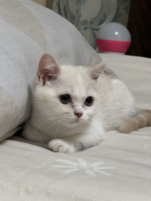 Скоттиш Страйт