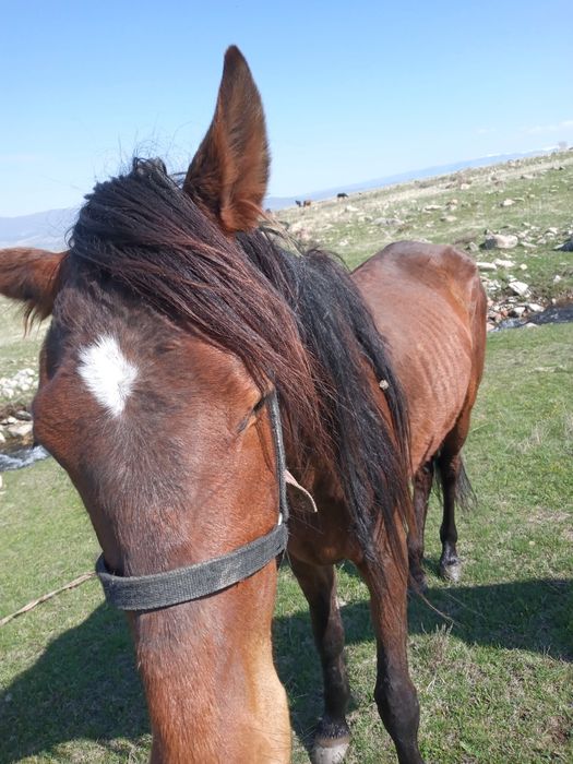 Лошади жеребята.