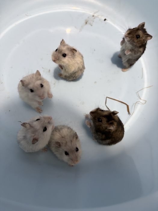 Hamsteri ruseşti