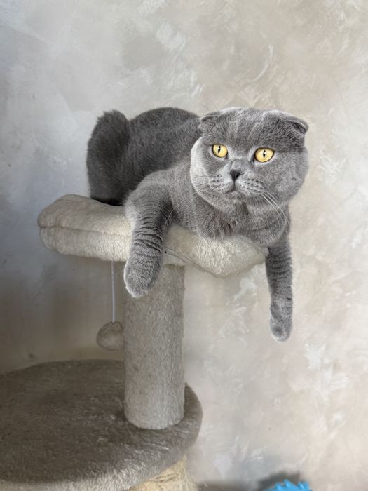 Британски/ Шотландски котета