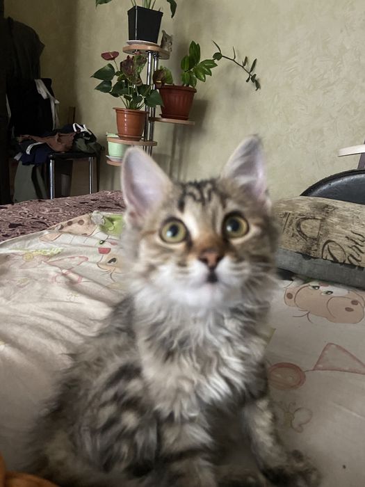 Беспоатно кошечкк