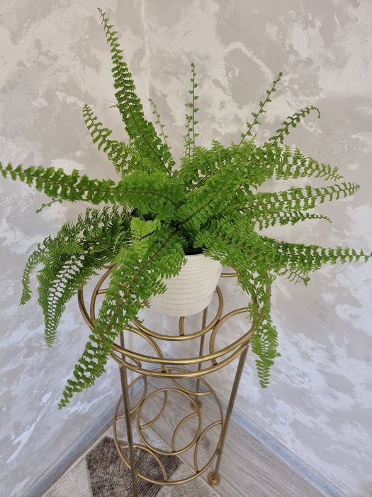 Папоротник. Нефролепис Дассада