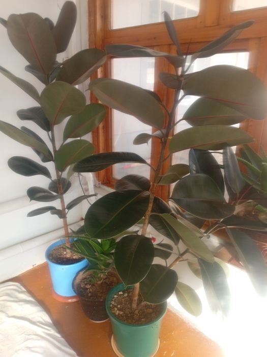 Xonna gullari sotilladi