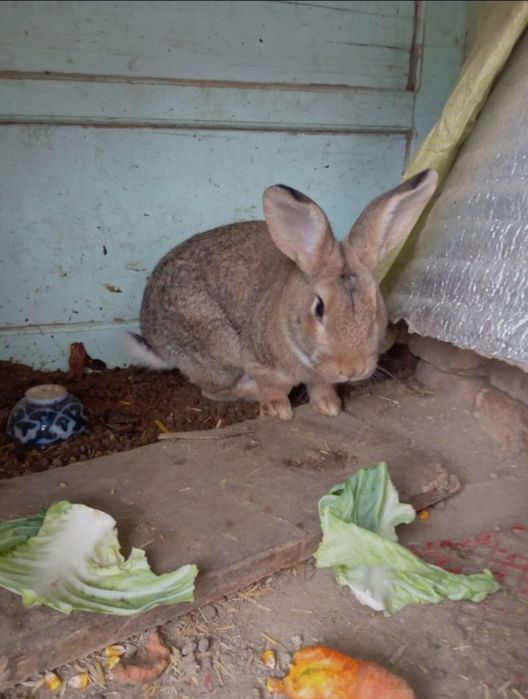 ERKAK Quyon sotiladi zotli