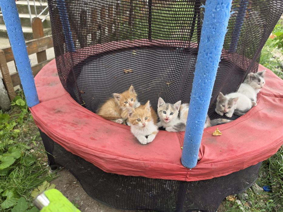Малки котенца 5 броя