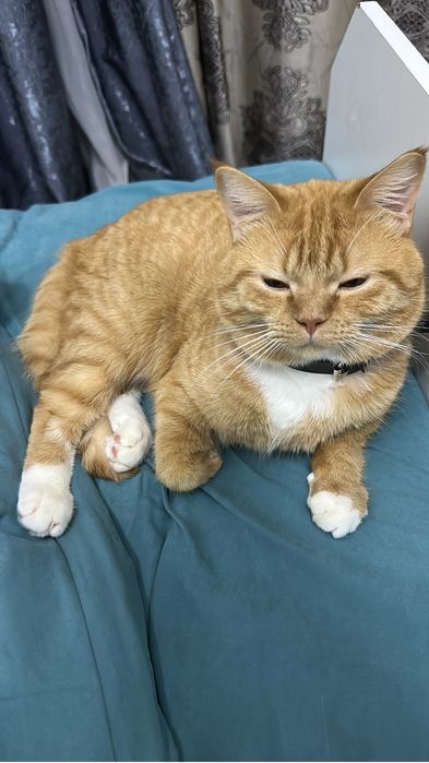 Котик в добрые руки