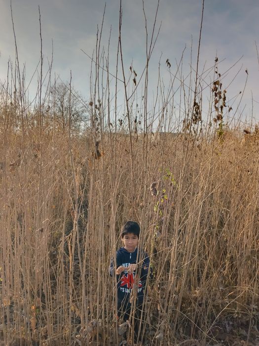 Tut koʻchatlari sotiladi. 20 sotx joyga ekilgan optim sotiladi.