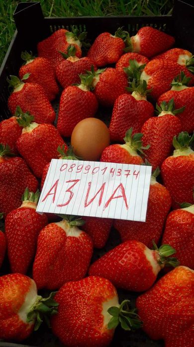 Целогодишни  Разсад ягоди и малини