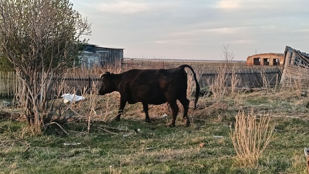 Продам корову ..