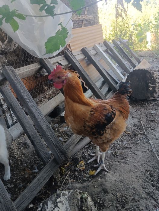 Продам курочку  молодку 5 мес